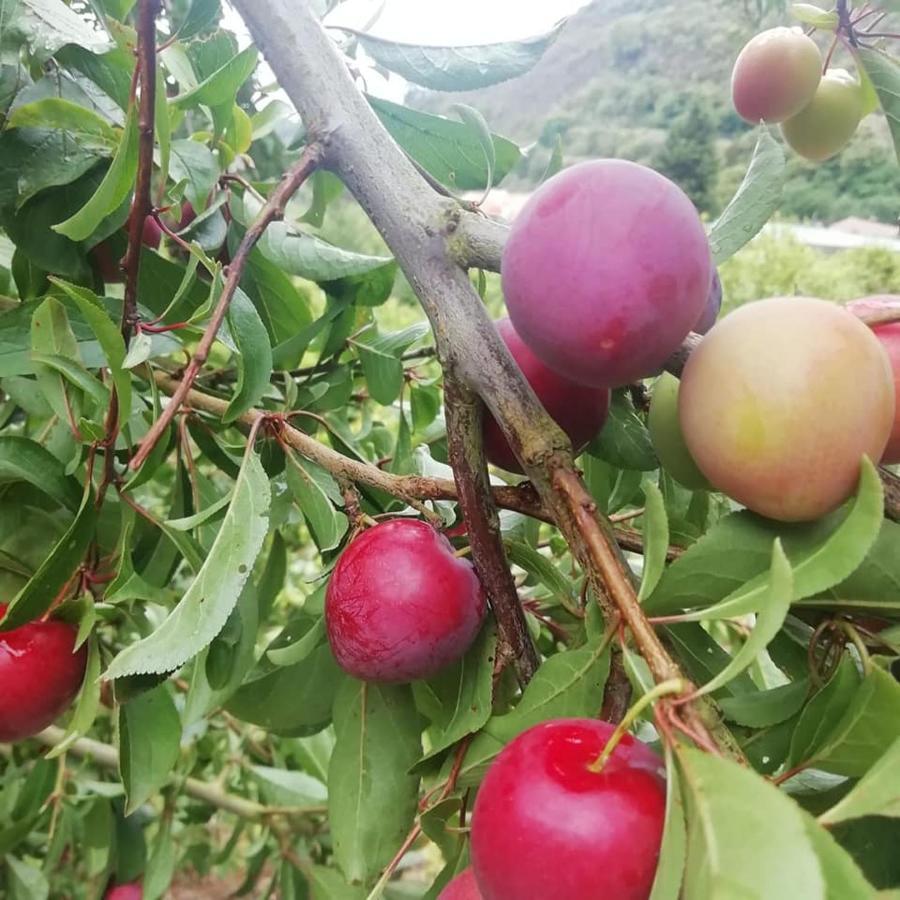 Finca Los Arcos Del Laurel Moya  Luaran gambar