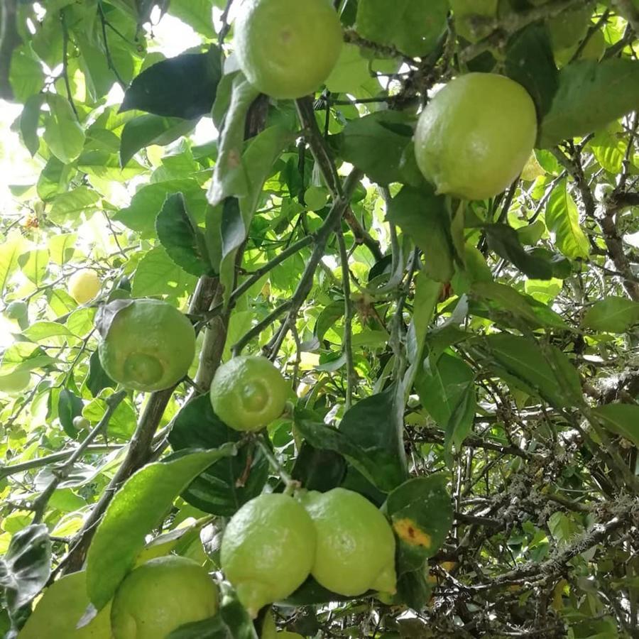 Finca Los Arcos Del Laurel Moya  Luaran gambar