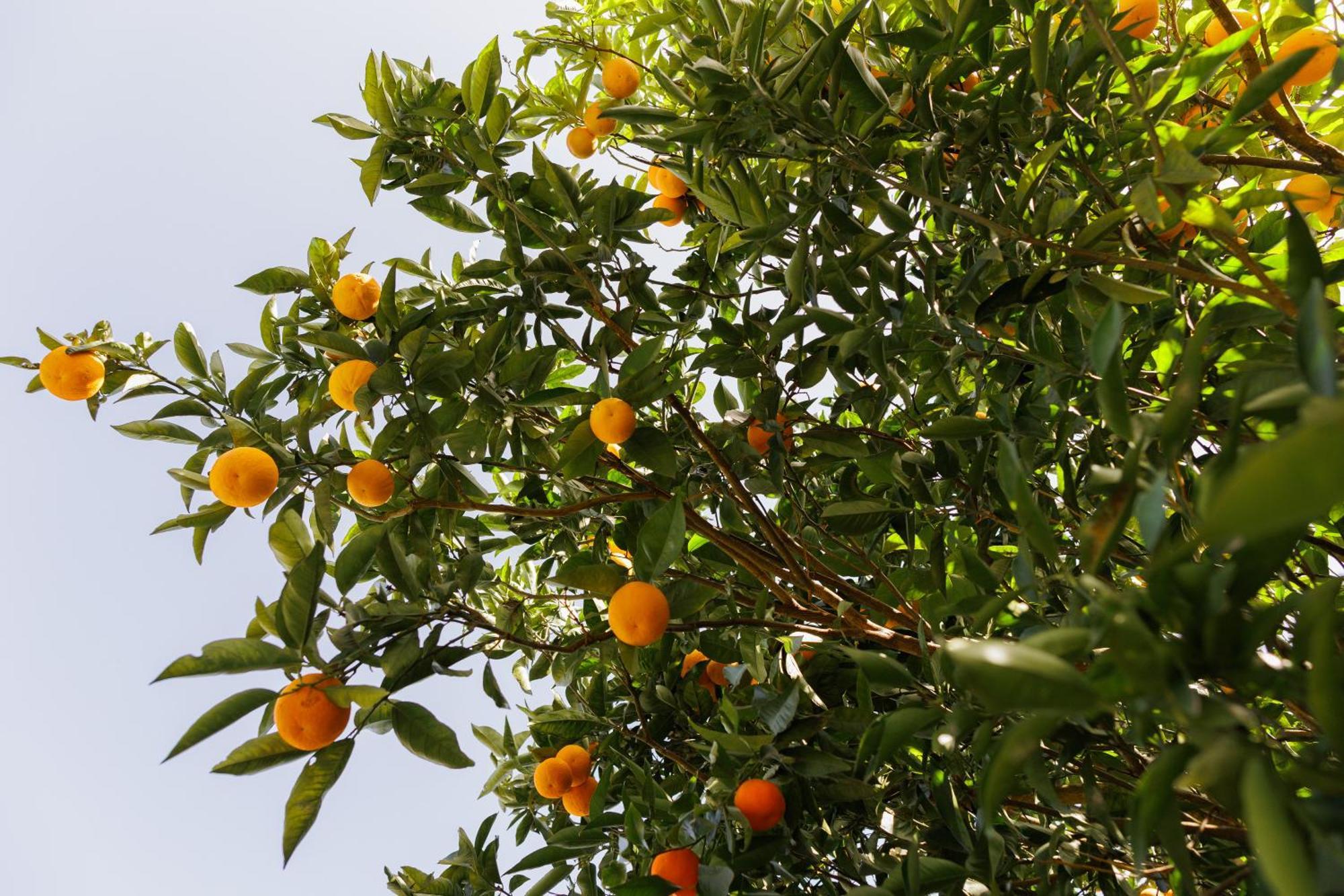 Finca Los Arcos Del Laurel Moya  Luaran gambar