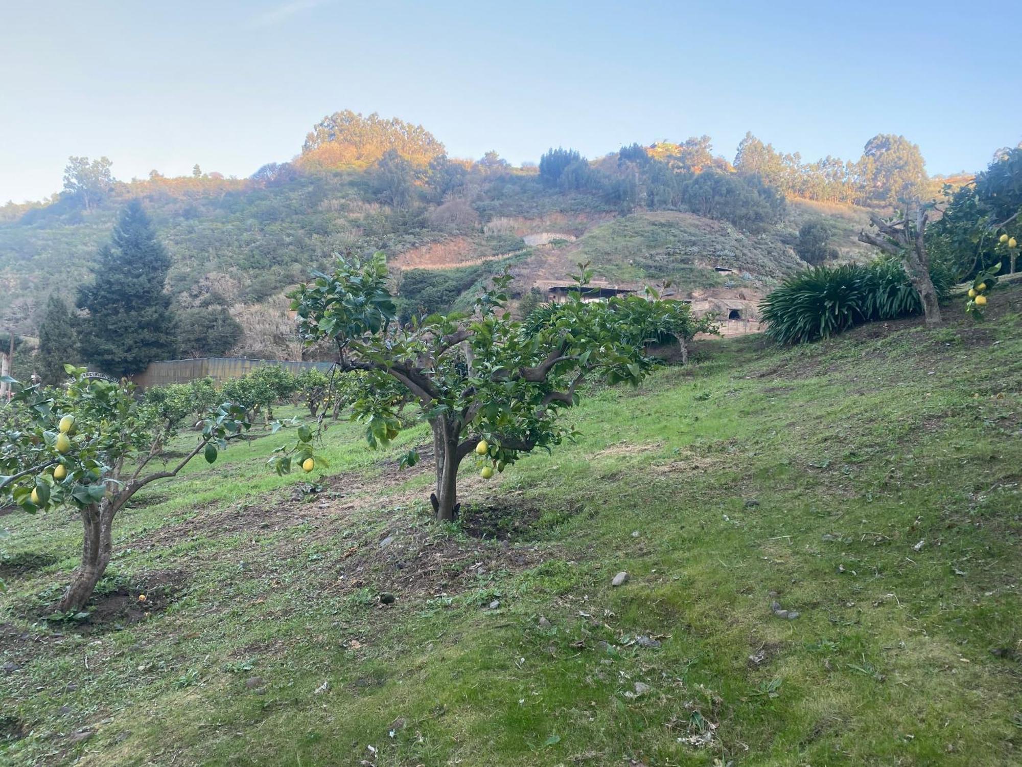 Finca Los Arcos Del Laurel Moya  Luaran gambar