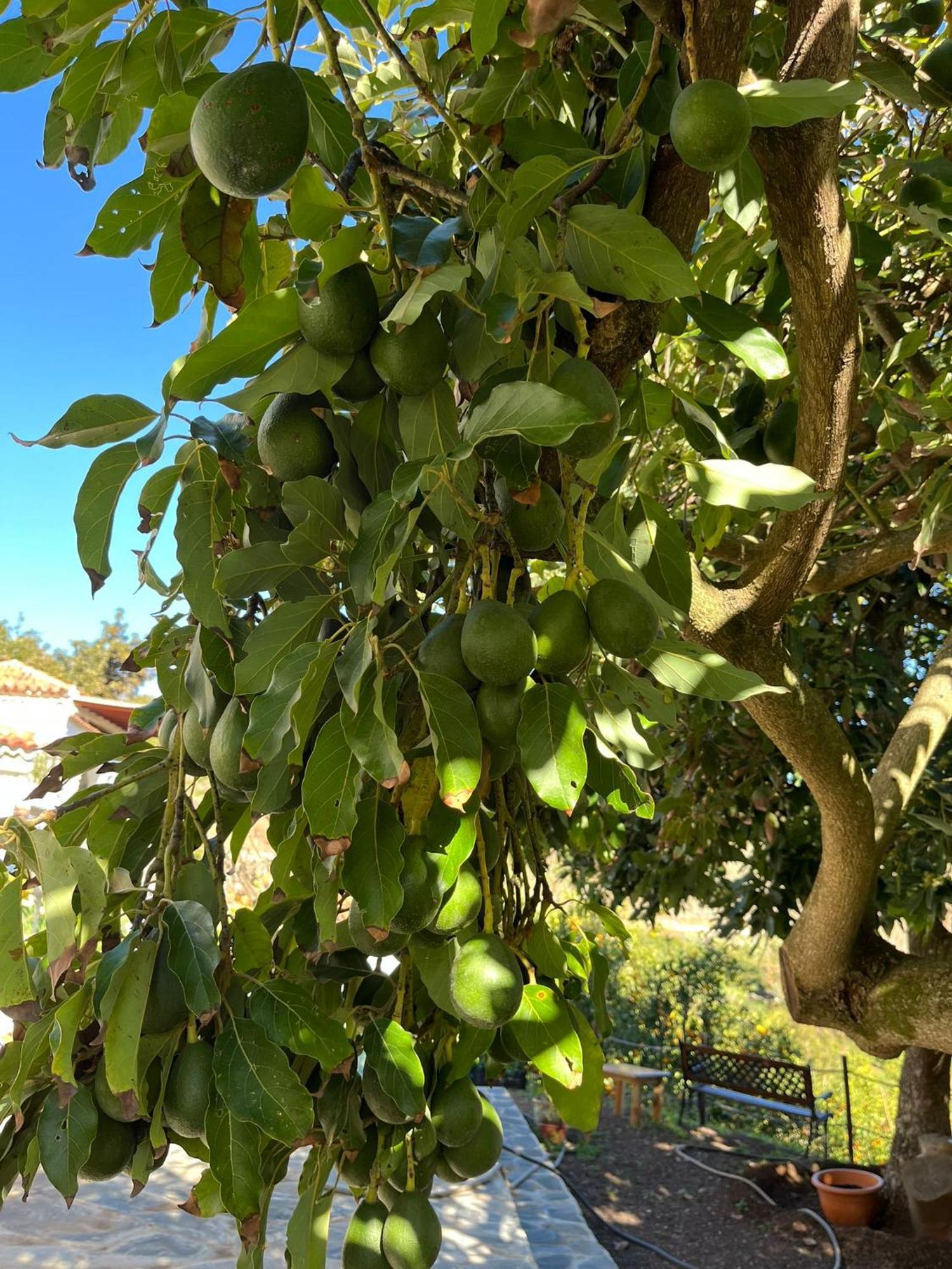Finca Los Arcos Del Laurel Moya  Luaran gambar
